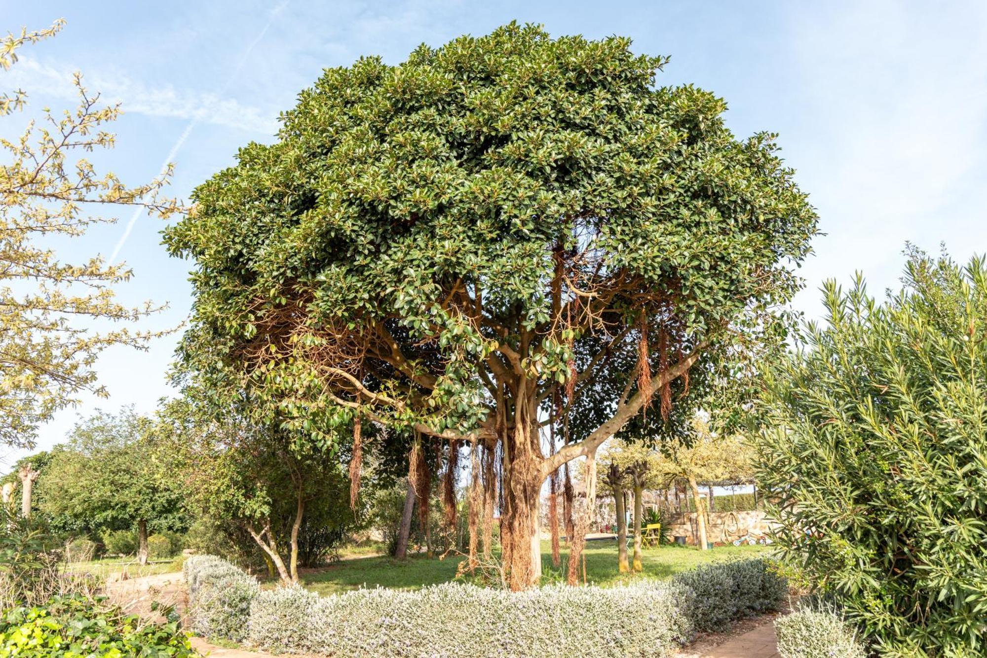 Agroturismo Can Pere Rei Son Serra de Marina Buitenkant foto