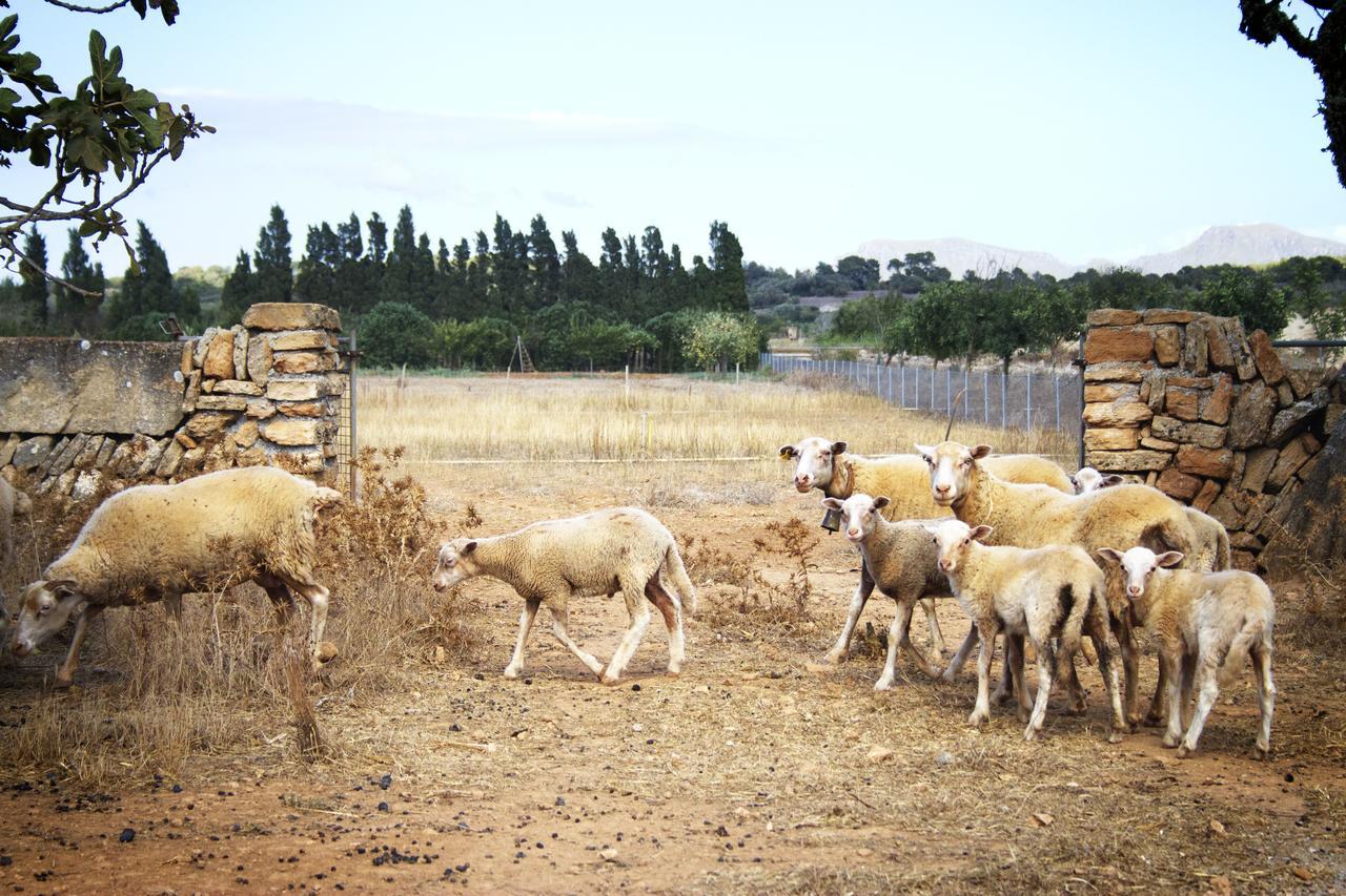 Agroturismo Can Pere Rei Son Serra de Marina Buitenkant foto