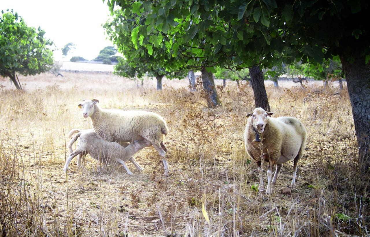 Agroturismo Can Pere Rei Son Serra de Marina Buitenkant foto